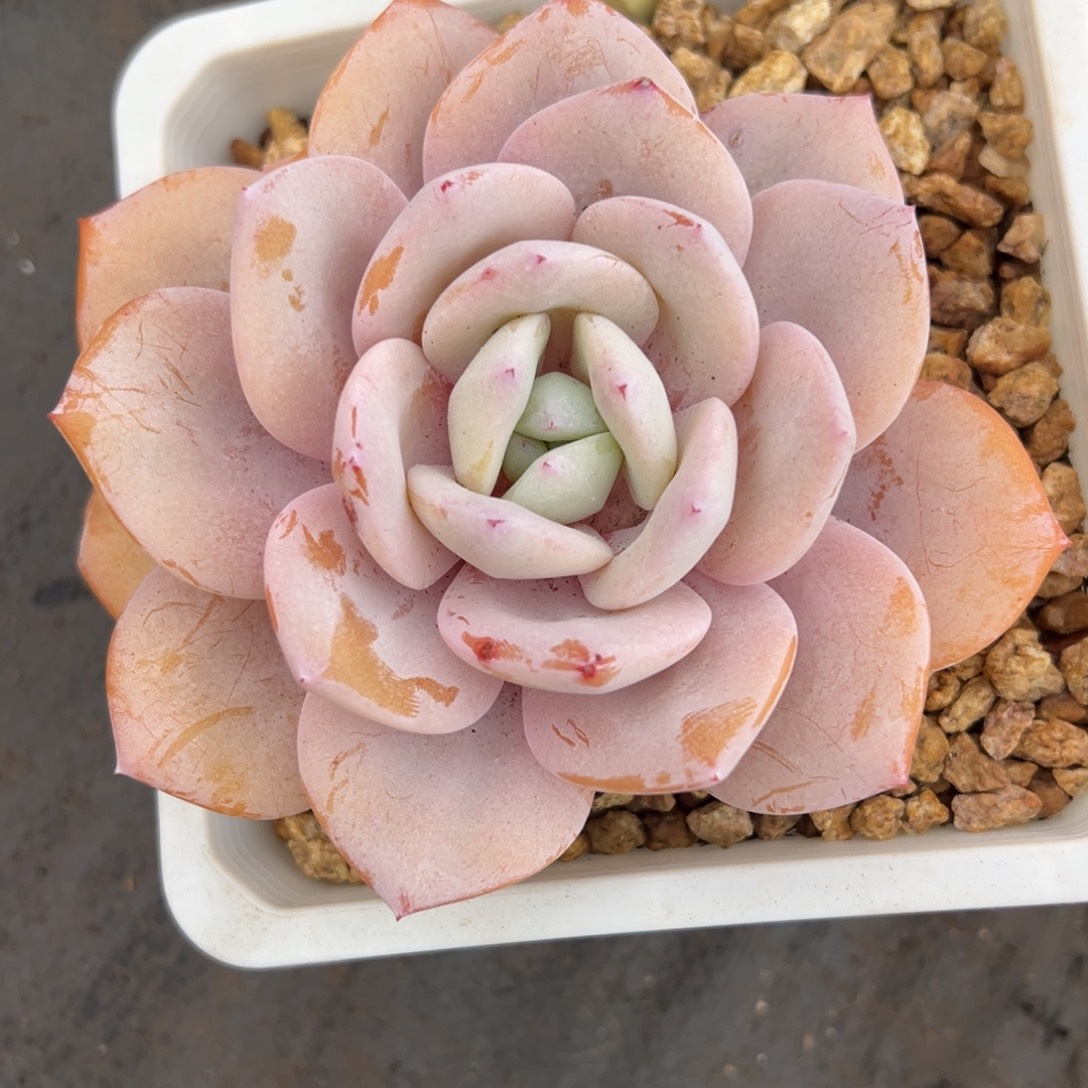 12025283 韩版奶茶单头全状态12厘米