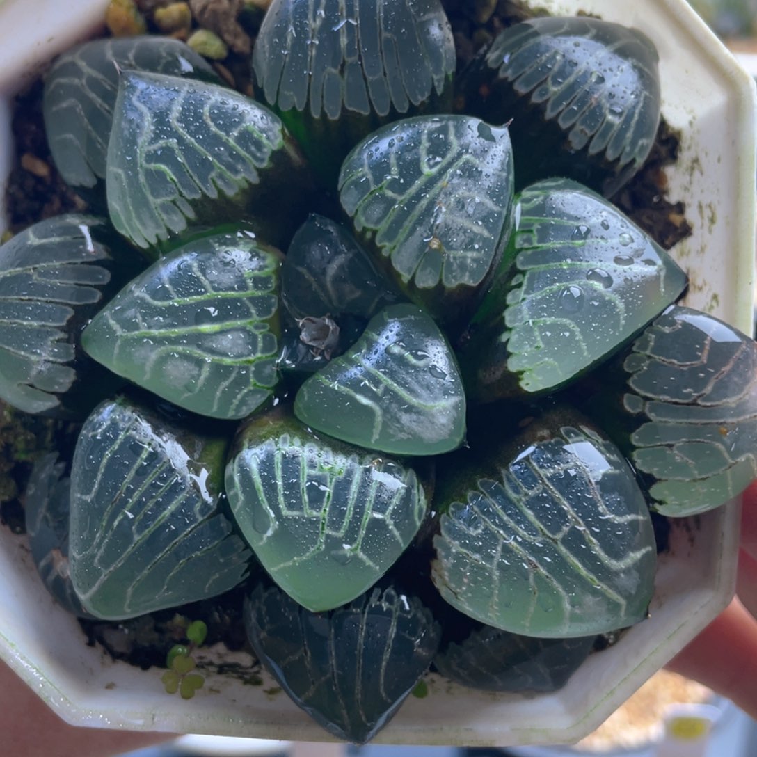 3.十二卷多肉爱神克。     