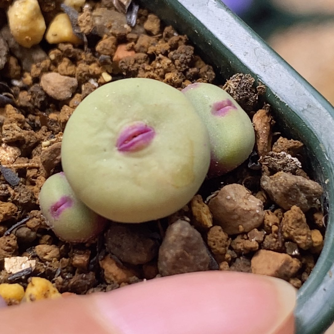 3头1380b小红嘴3头1380b小红嘴