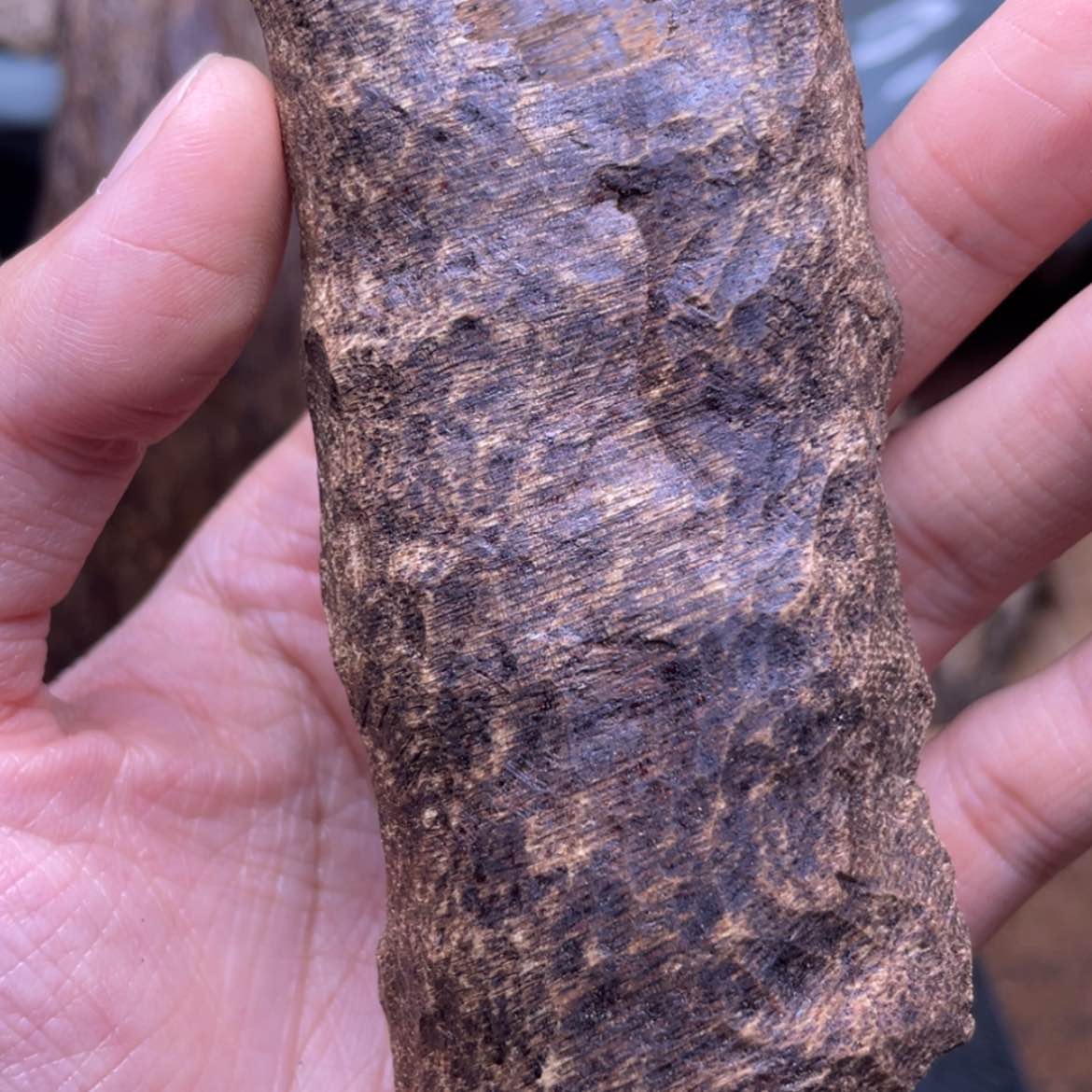 【闪购商品】香榧木海南霸王岭虫漏11.9克