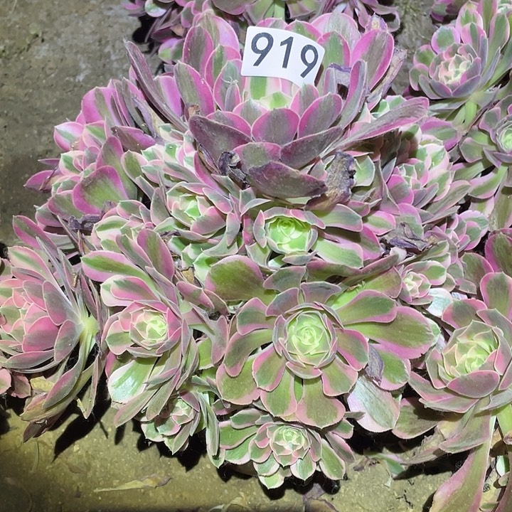 多肉植物法师919分女郎