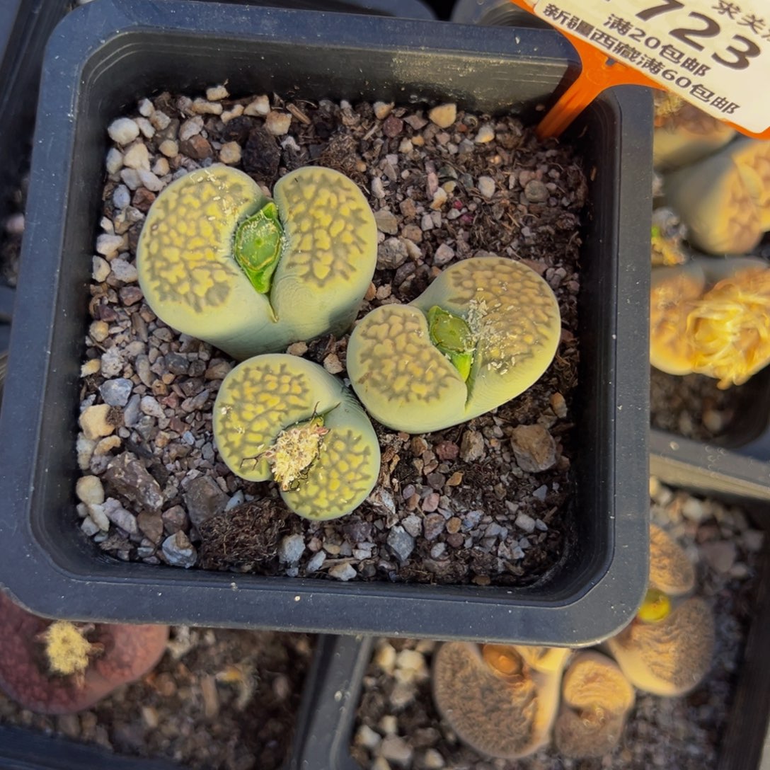 723 一物一拍，默认有伤，介意勿拍，不退不换