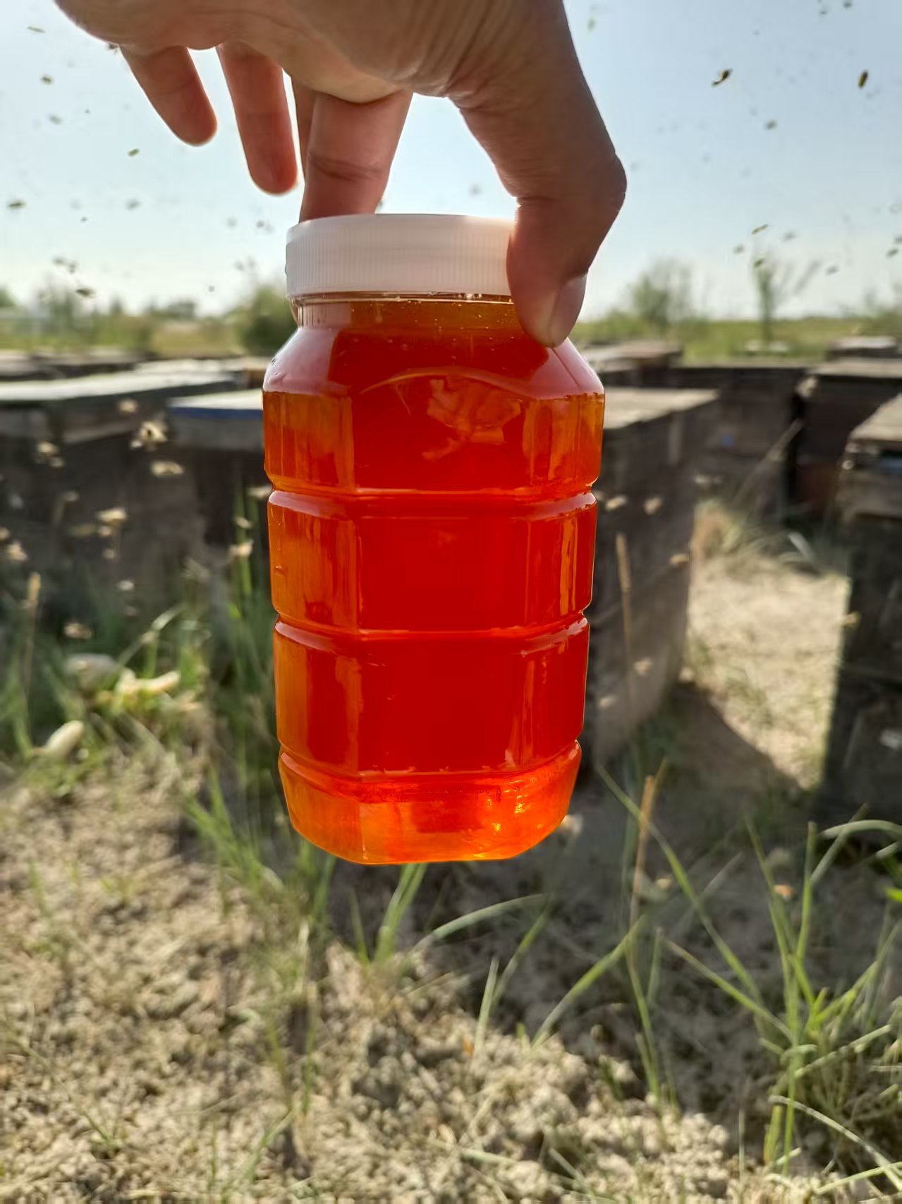 望扬茴香蜂蜜百分百天然产自甘肃.健康.养胃