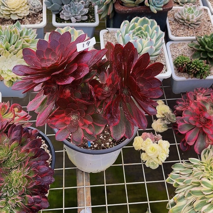 19黑膜锦无主头多肉植物