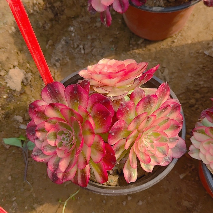 2-50荔枝多肉法师