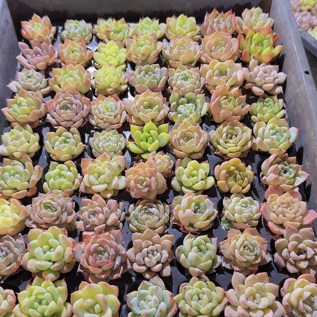 晚上福利一物一拍448