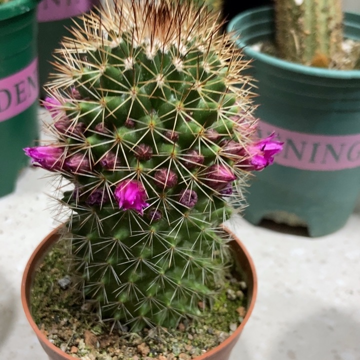 仙人球实生红花锦月一盆