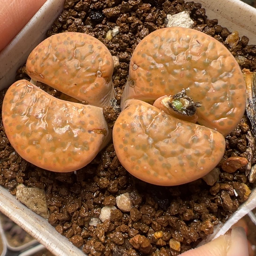 橘微纹多肉植物百科3