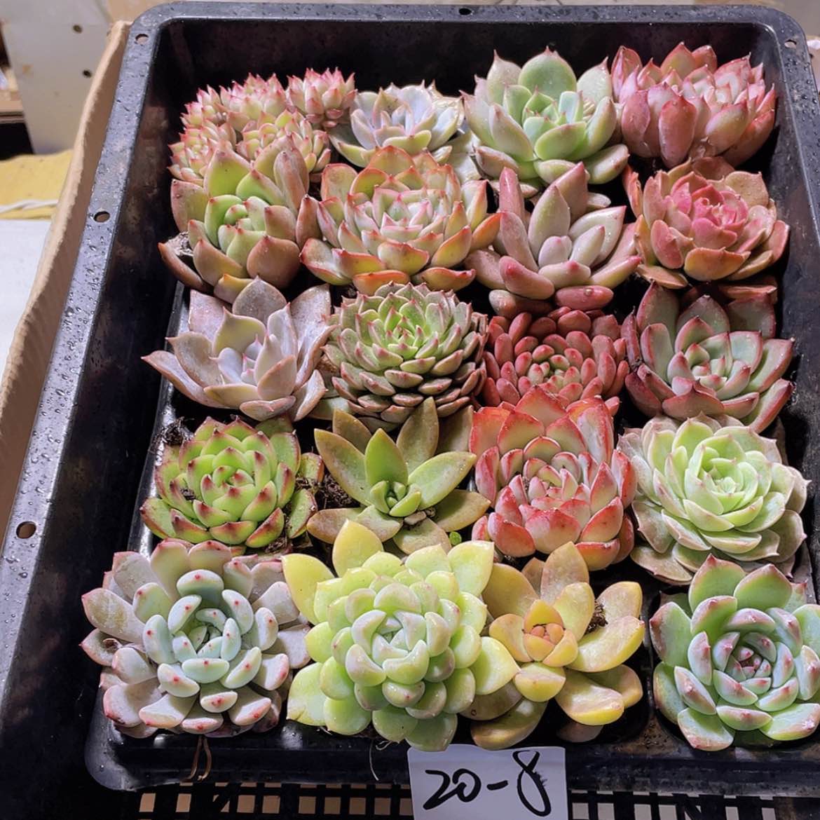 【闪购商品】20颗-8