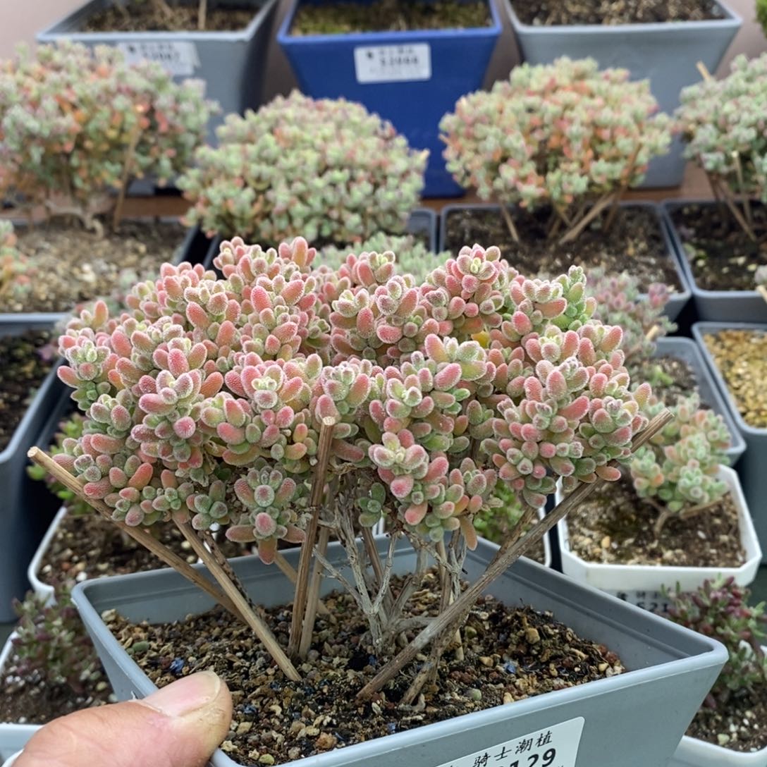 2129优选冰晶枝干