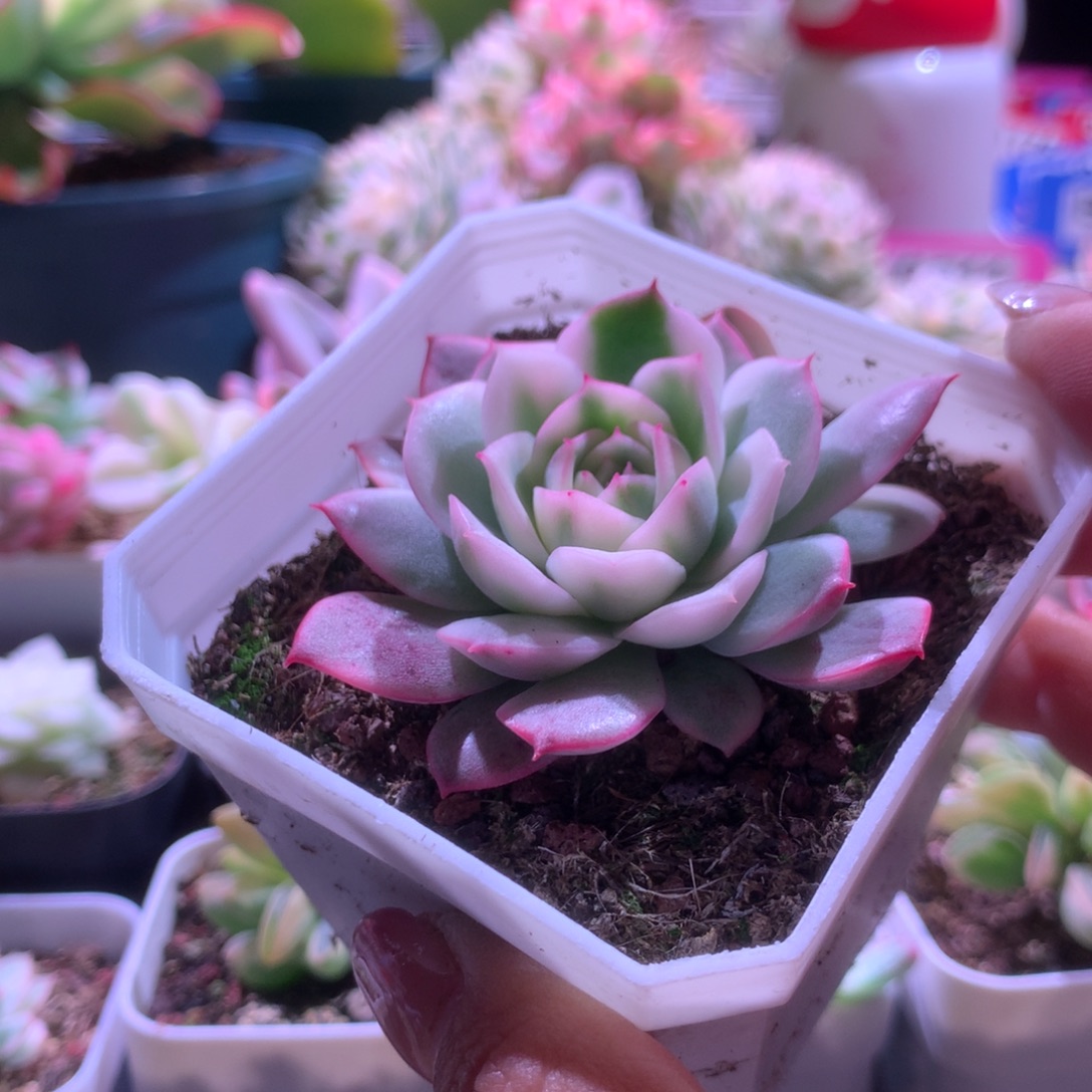 粉水晶覆轮锦有根