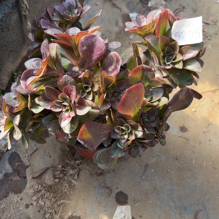 魅金玫瑰多肉法师5295