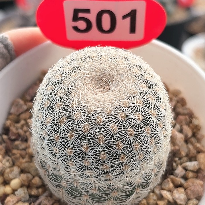 仙人球实生白元虾