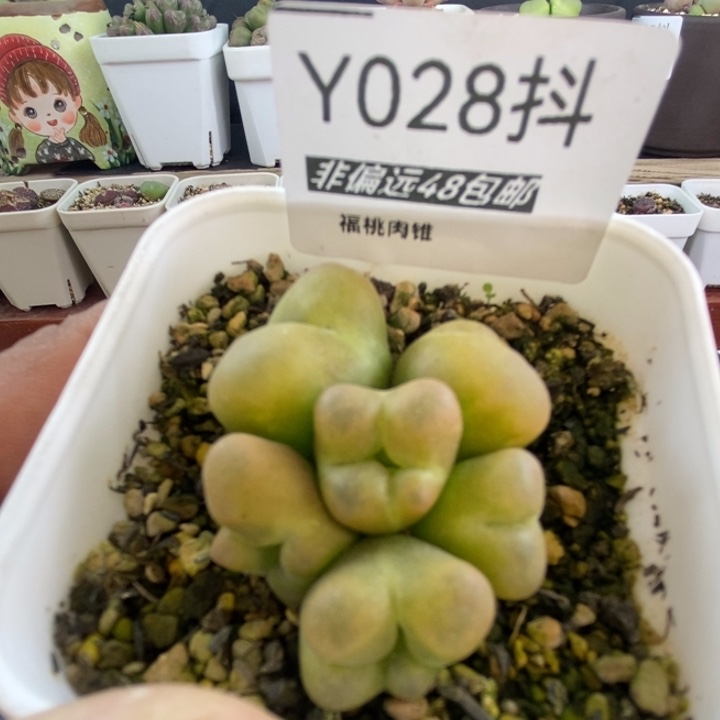 多肉一物一拍028号