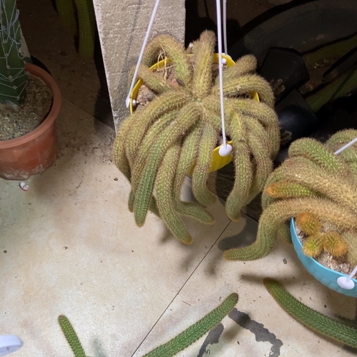 娘***娘仙人球橙仙子一物一拍