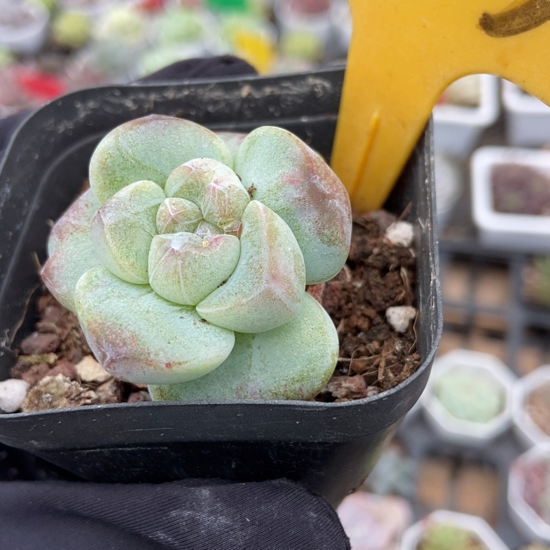 2123冰玉石化多肉植物
