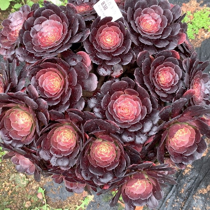 838黑萝莉多肉植物