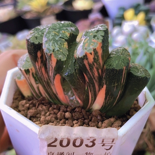 无花朵2003，北斋玉扇锦6.3厘米