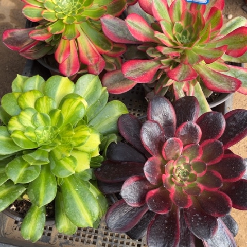 968多肉植物组合