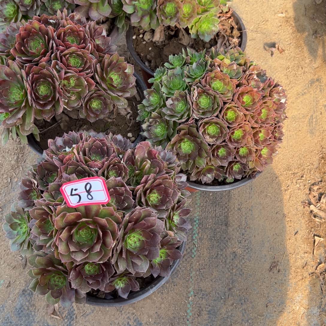58红魔多肉植物法师多肉