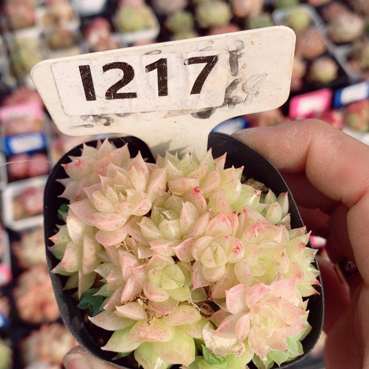 麦秆7cm不包整群