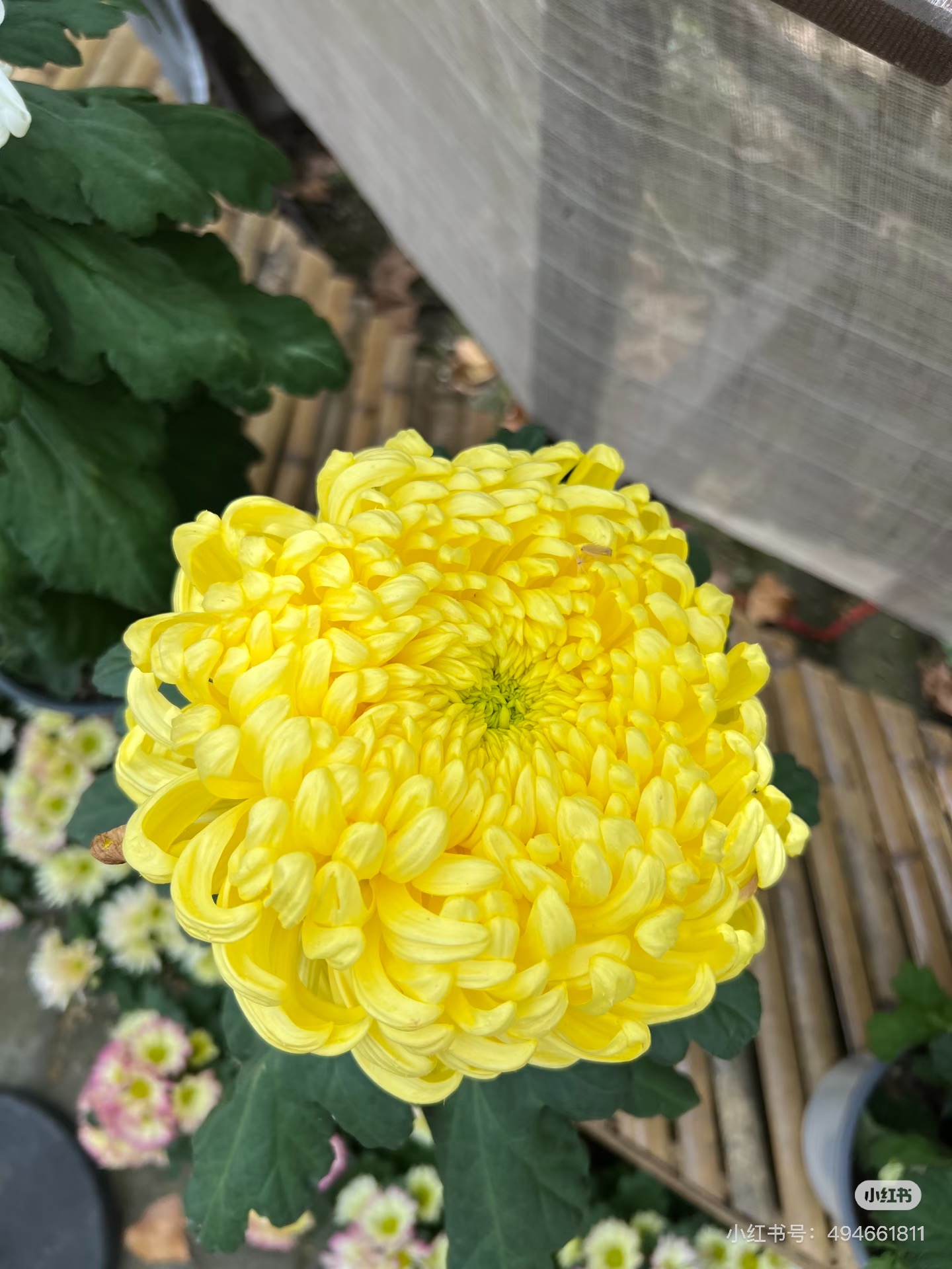 【泉乡冲天】稀有品种 高端菊花 精挑细选 原盆原土发货