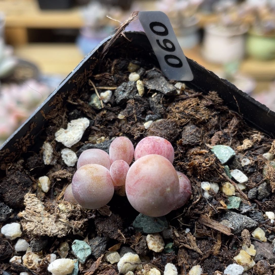 巧***_潘朵拉多肉植物多肉