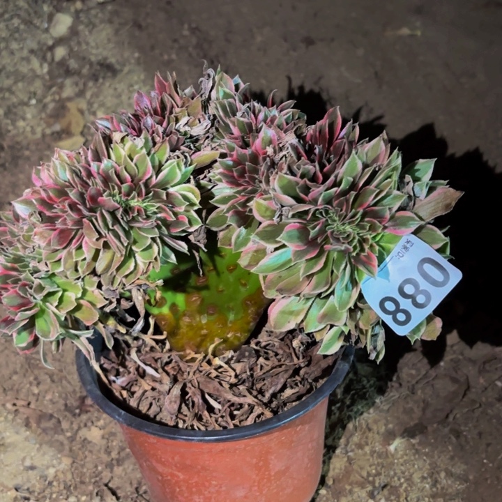 088糖果菊多肉植物