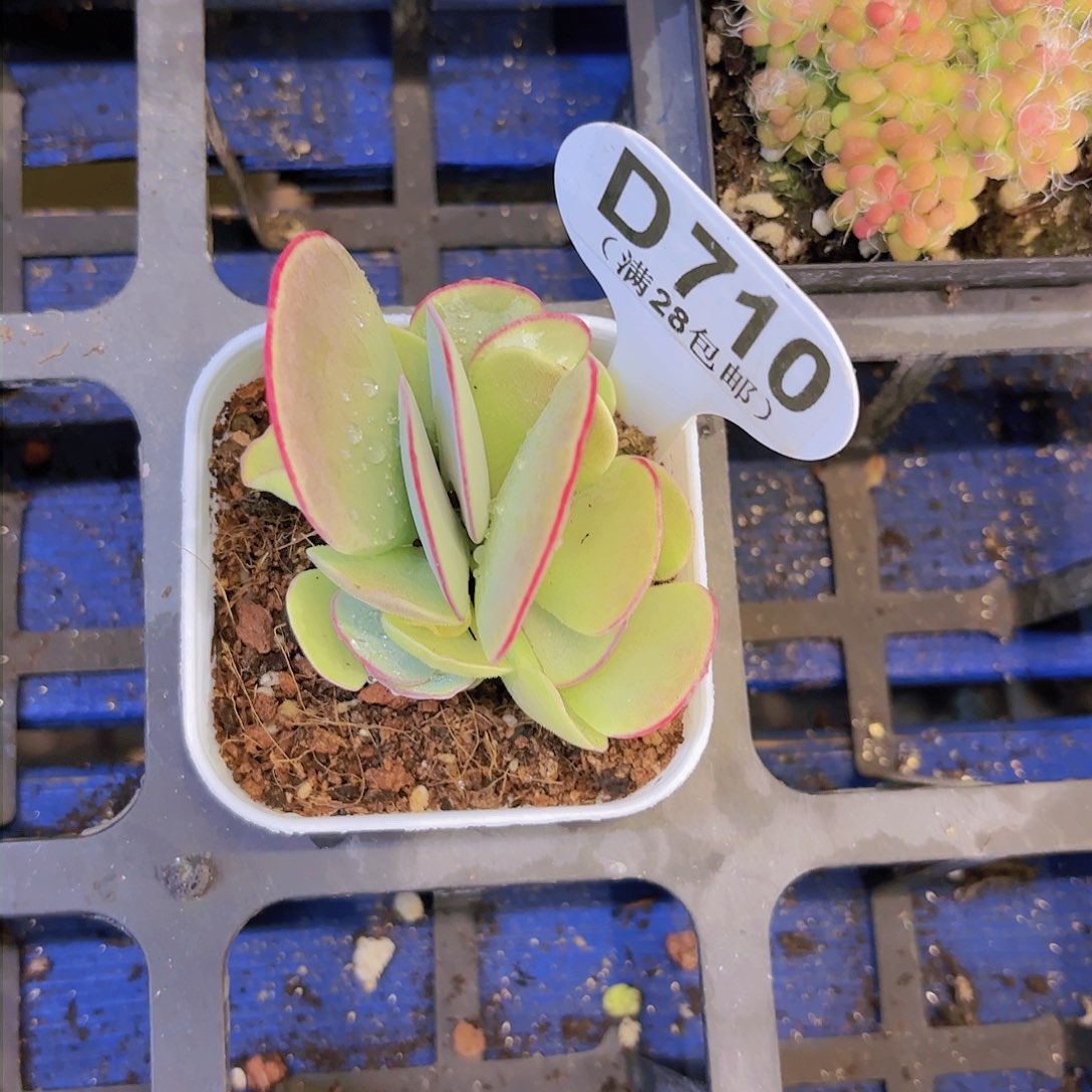 D710白眉一物一拍