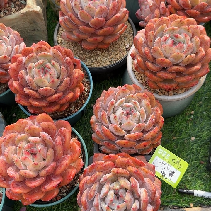 @****橙梦露大单头一组脱土