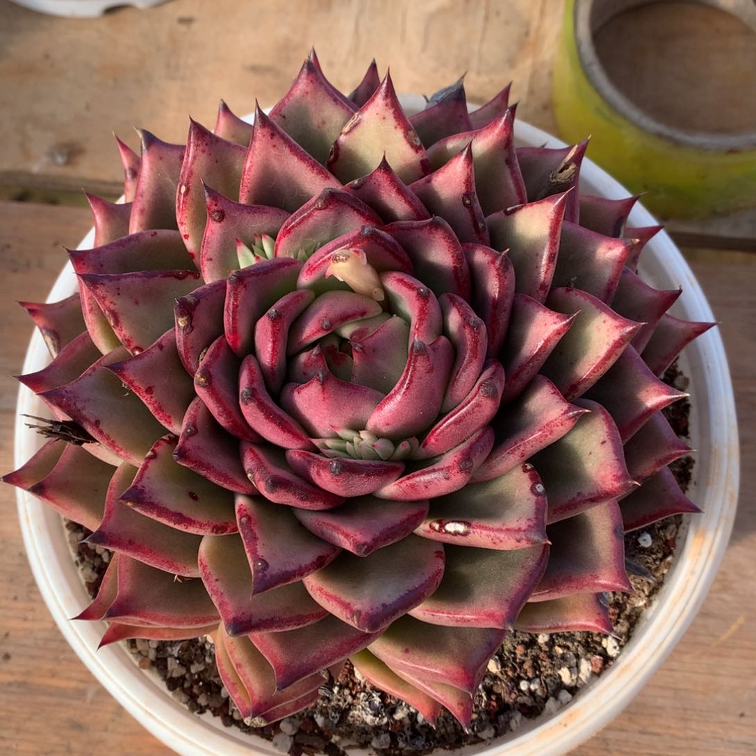 30包邮，断枝不包售后