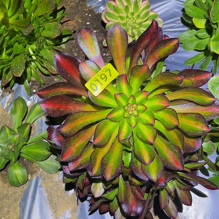 0197晚霞多肉植物