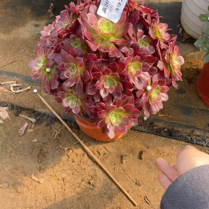 392安娜法师多肉断枝不售后