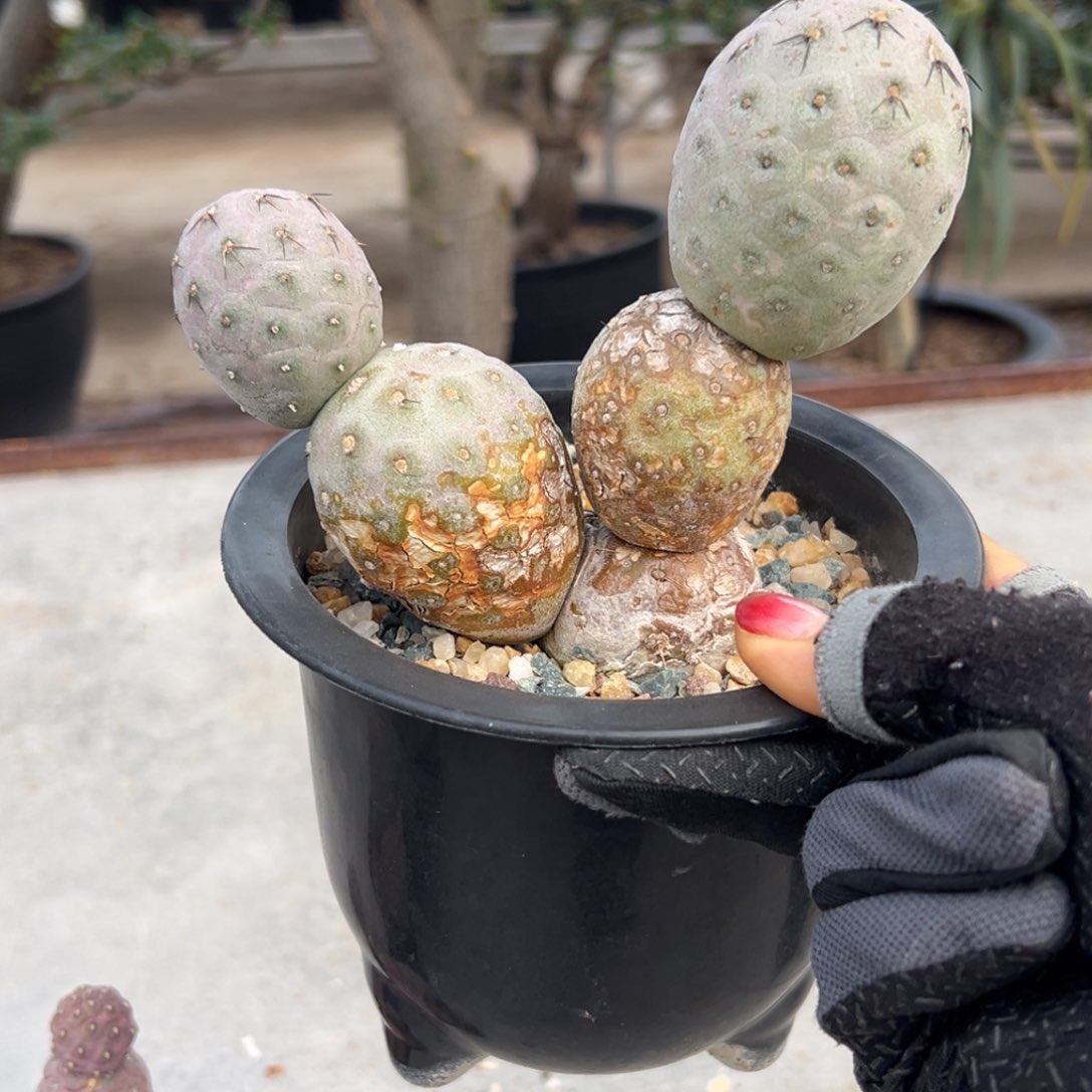 叙利亚习wwwwwwwwwwwwwww