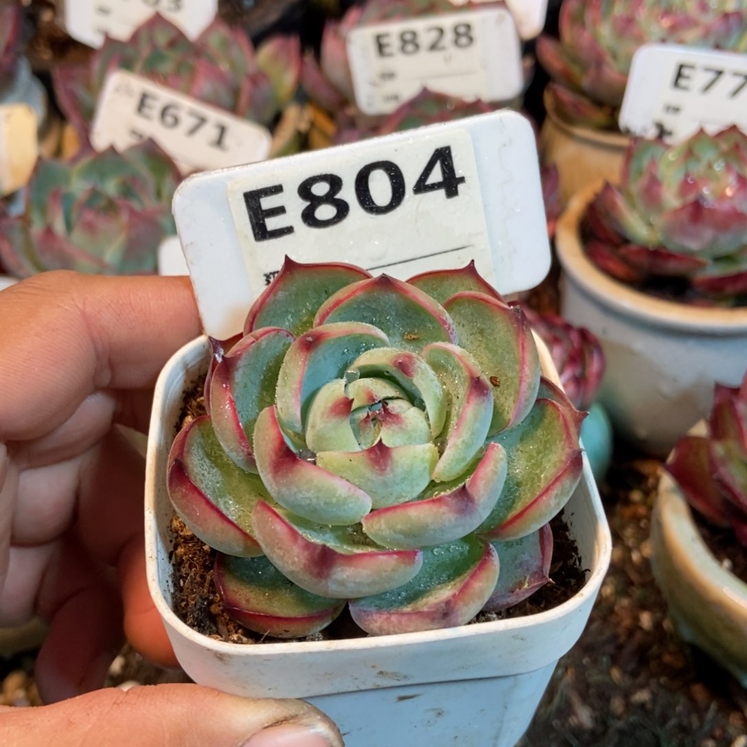 惊鸿一瞥804号楼多肉