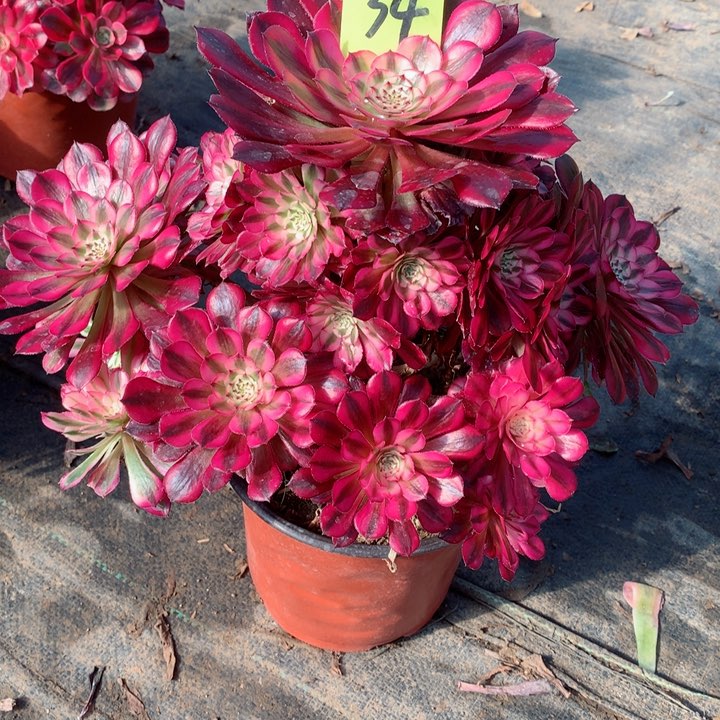 34红铜白多肉111111