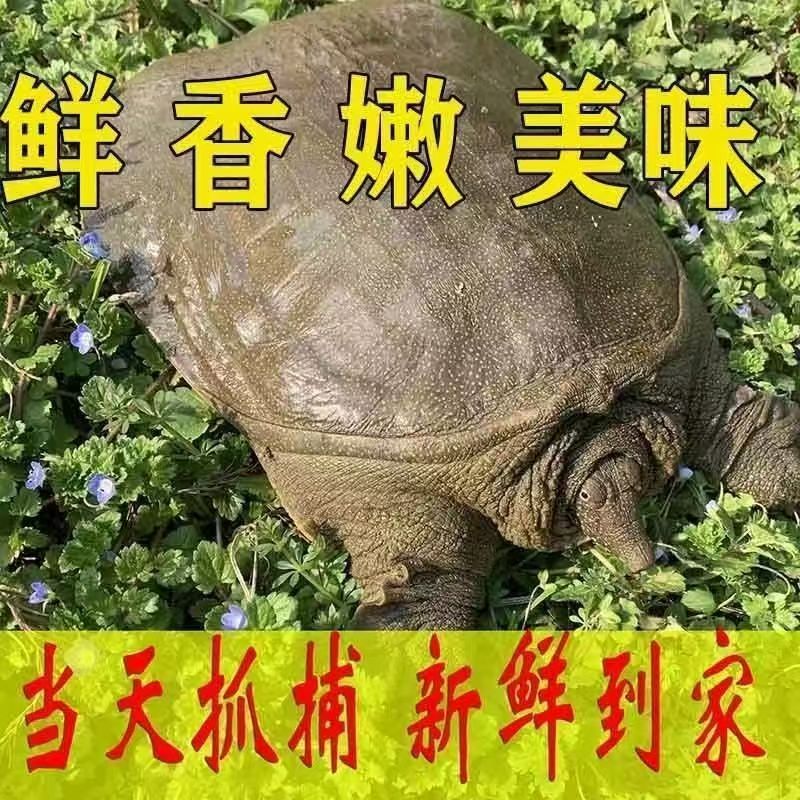 外塘生态散养甲鱼，团鱼、水鱼、火锅、红烧、爆炒、炖汤