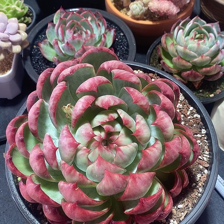 春节福利惊鸿仙子1671