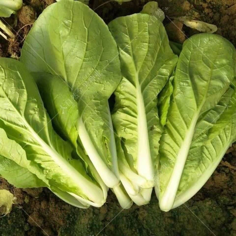 【顺丰/京东】小白菜新鲜奶油白菜软糯清甜油白菜绿叶宝宝辅食火锅