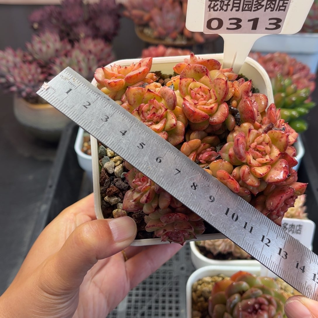 多肉植物0313 满30包邮