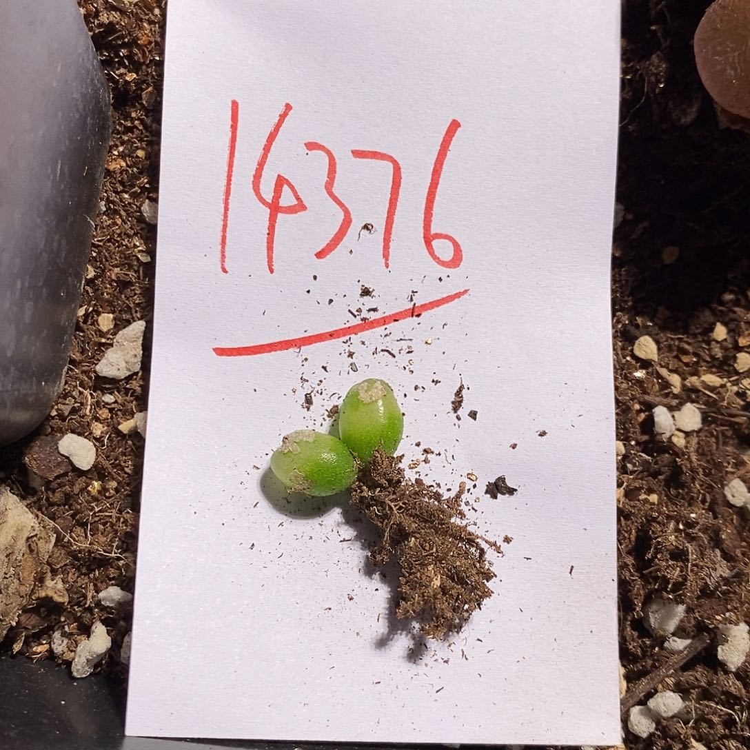 14376。 双头雪茄。  