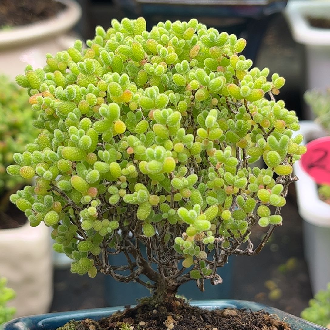 37蜜桔糖球优选枝干