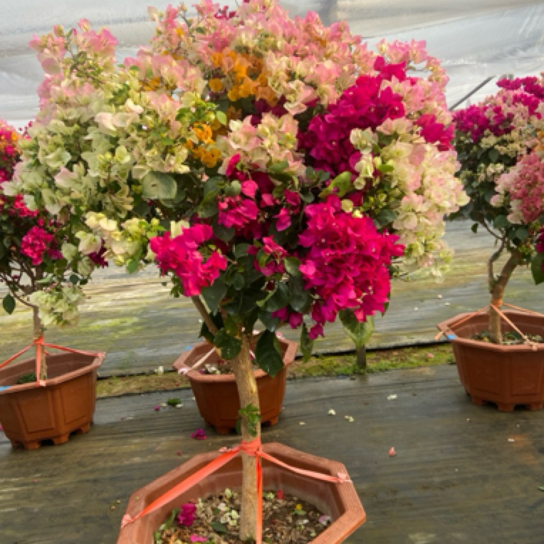 老桩嫁接多色三角梅四季循环开花庭院客厅阳台花卉绿植