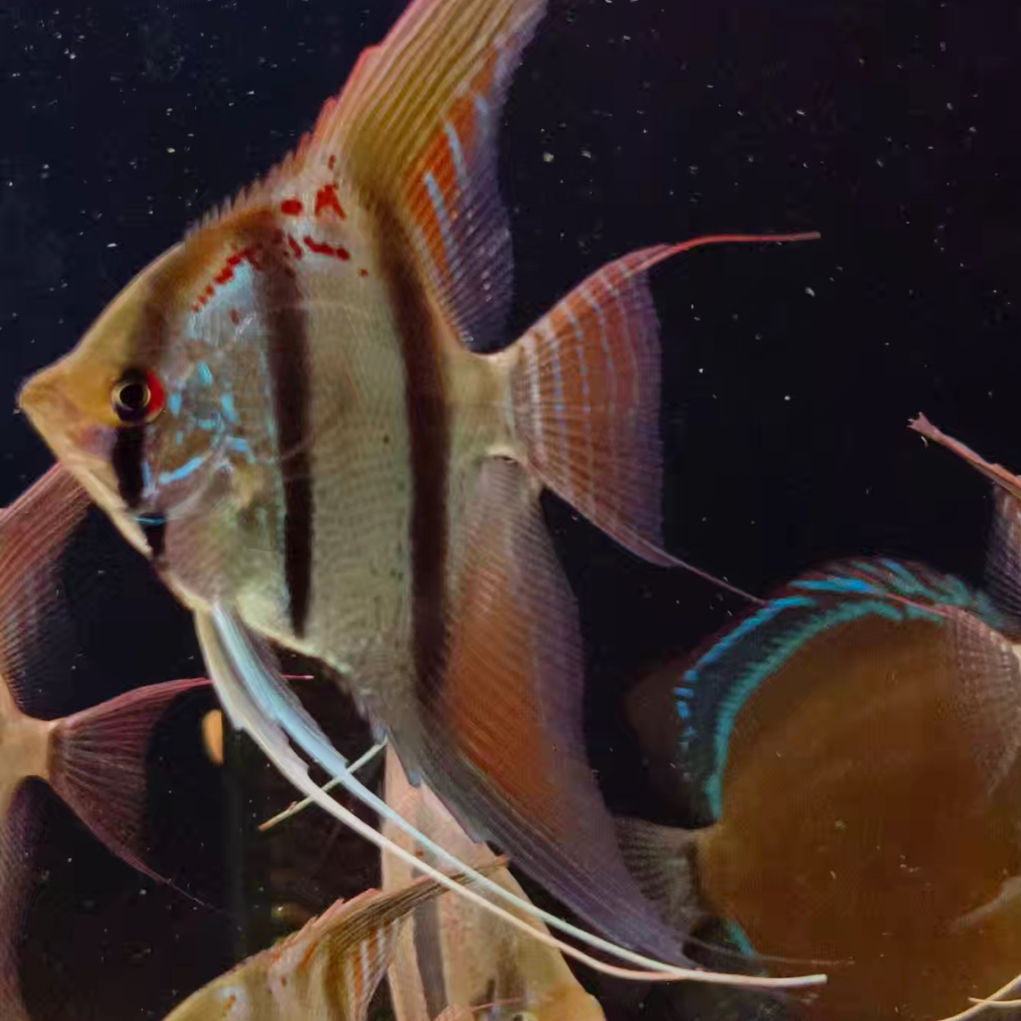 精品精选圣伊莎贝尔神仙鱼红背埃及苗圣伊莎贝尓