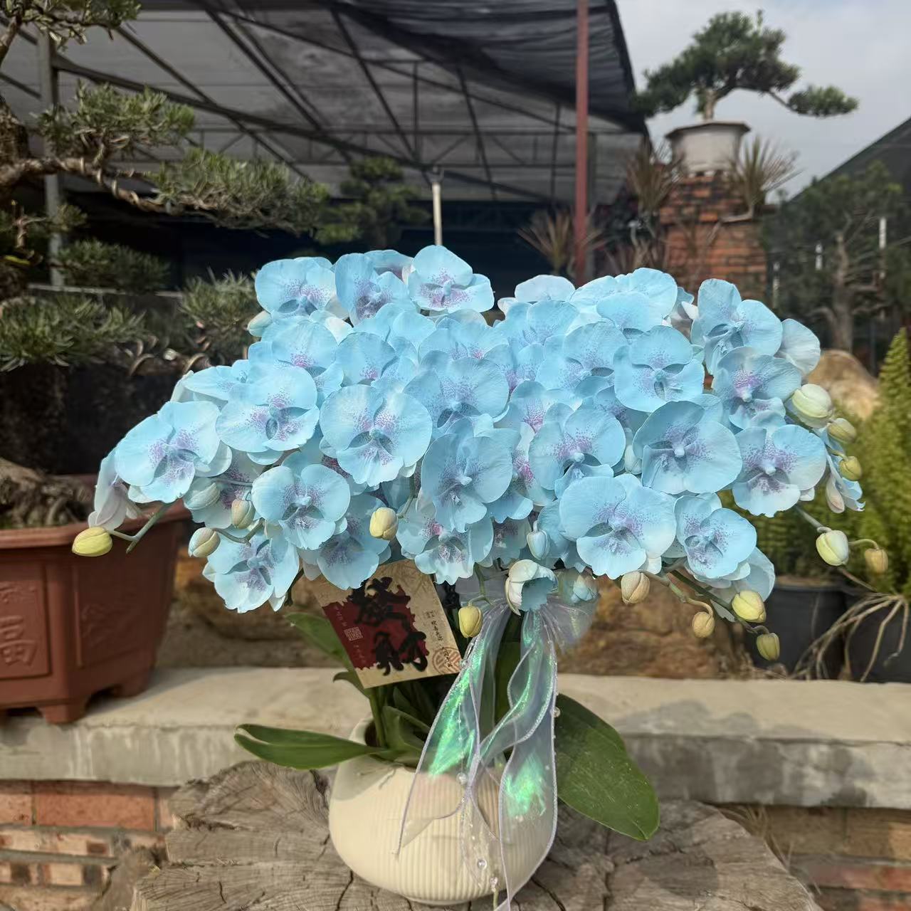 蝴蝶兰 【海蓝之谜】中花型 好养耐养 特殊工艺植物上色  送人送礼 