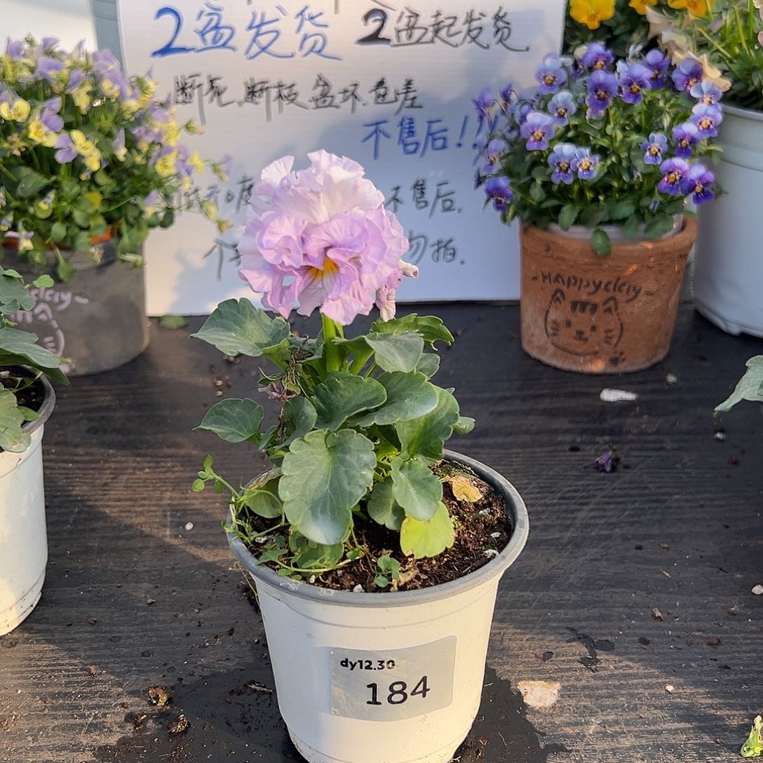 当前无花朵，栽培后可花朵184号