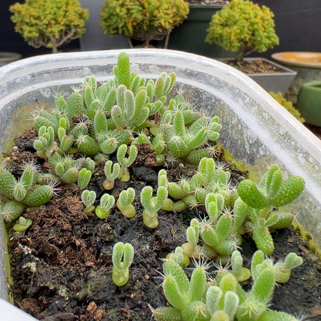 dy3750实生混播切糕冰晶多