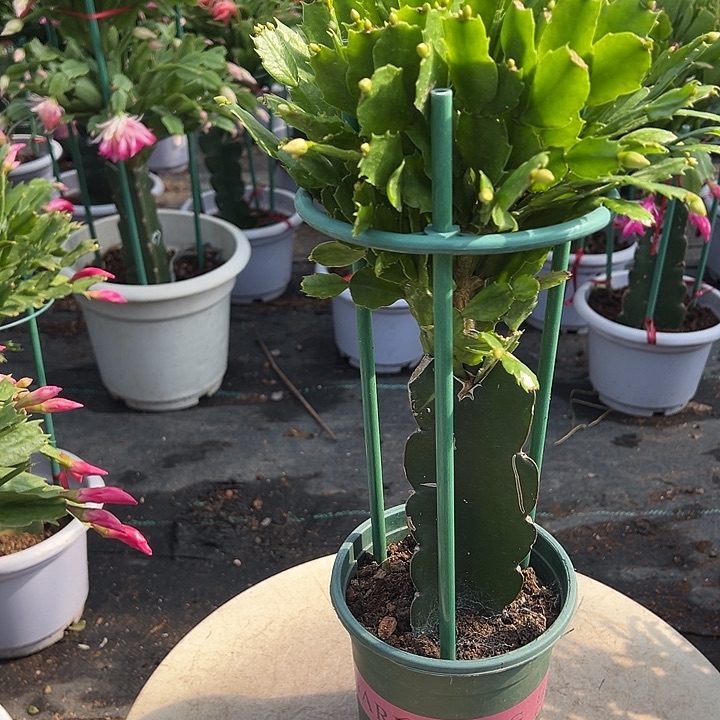 亮***嫂多色重瓣福利苗尾号6664