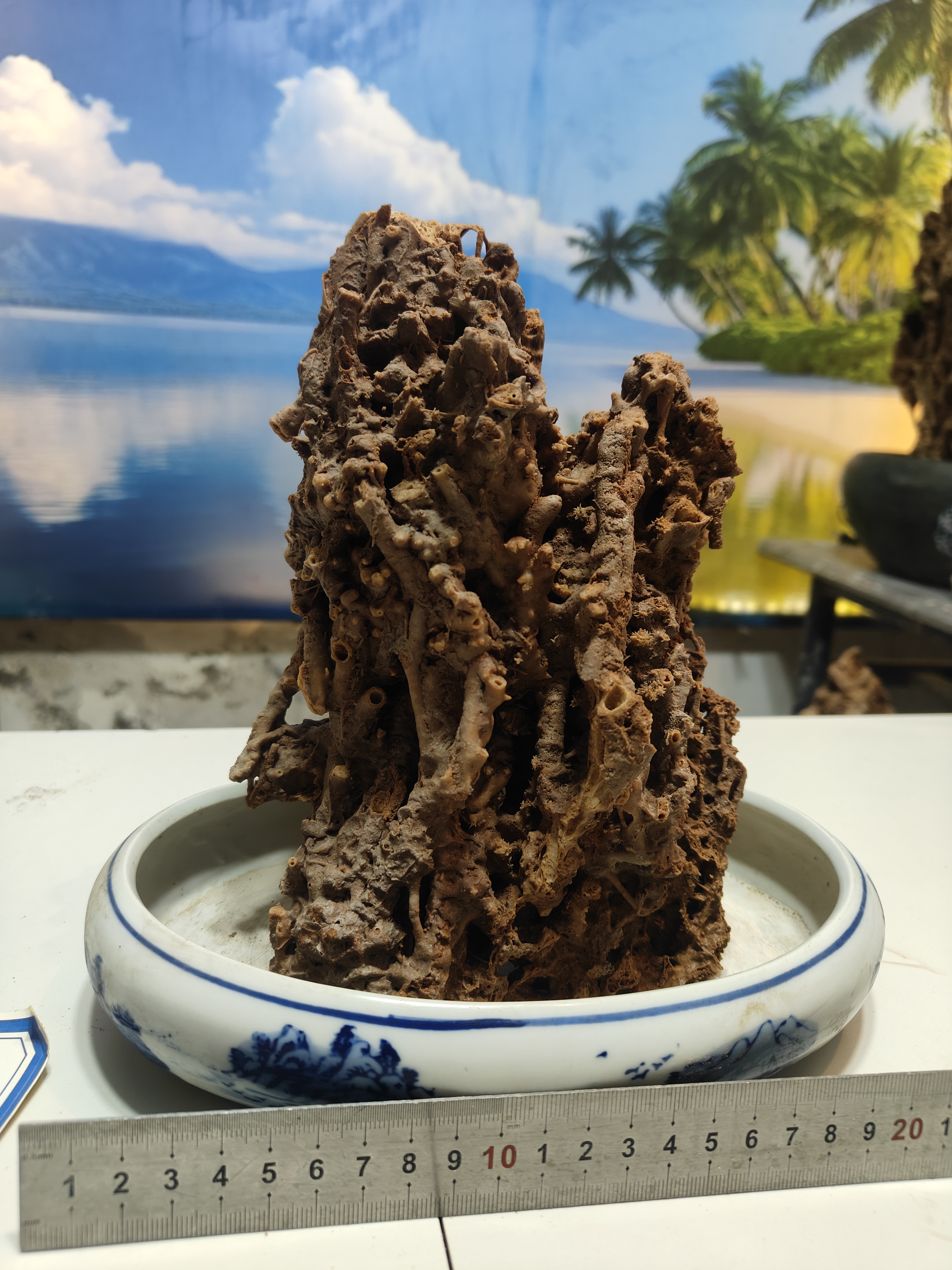 吸水石绿植盆景用于室内桌面景观装饰