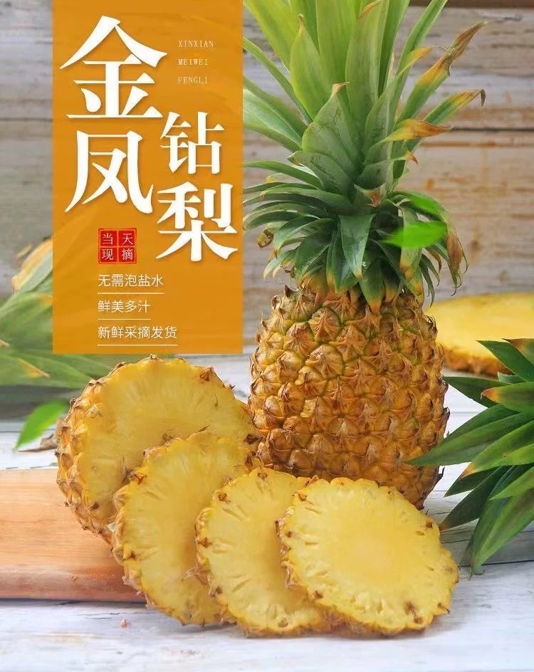 海南金钻凤梨 果地现摘现发水果冷链直达